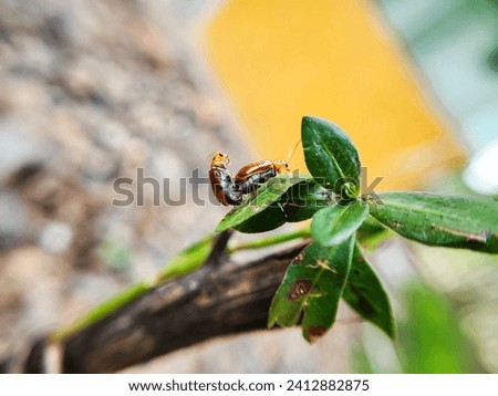 Kurbit leaf beetle (Aulacophora femoralis). mating beetles