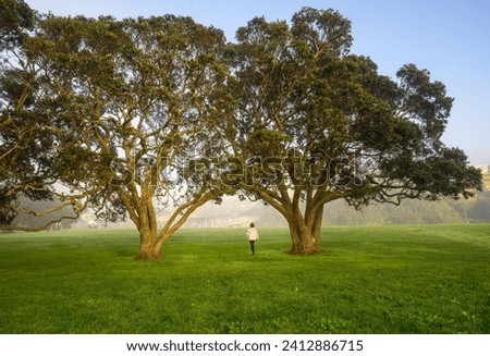 Woman walking under big Pohutukawa trees in the fog. Milford  Beach Reserve. Auckland.  Royalty-Free Stock Photo #2412886715