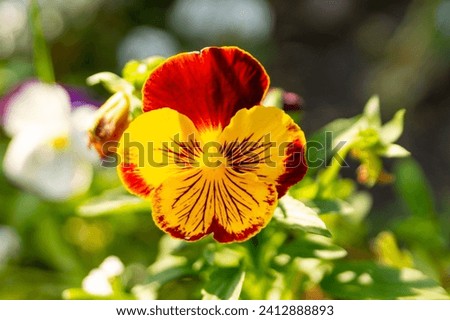 Various colorful pansies in the summer garden