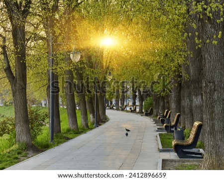 Wooden benches in the city park on the street, the stone base is fixed in the rabitz grid, landscape design, resting place of citizens. High quality photo Royalty-Free Stock Photo #2412896659