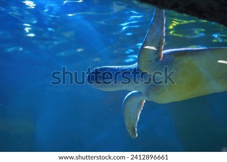 Sea turtle seen at the Aquarium in the Kyiv Aquarium