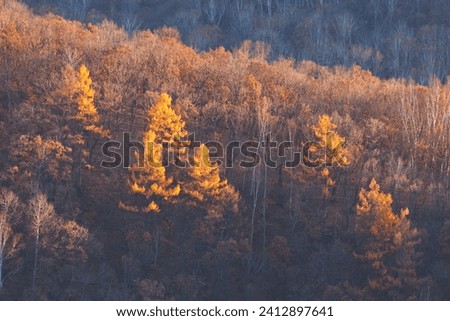 Autumn forest in Primorye, Far East.