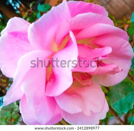 a color full picture of the rose flower 