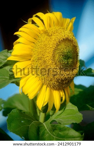 Sunflowers, Helianthus annuus, are introduced ornamental plants originating from North America, photos with several different views