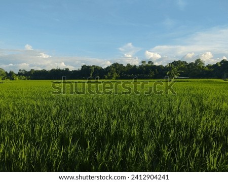  Green rice field with summer sky
