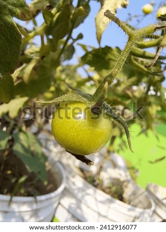 Green tomato macro photography. this is nice photography image 