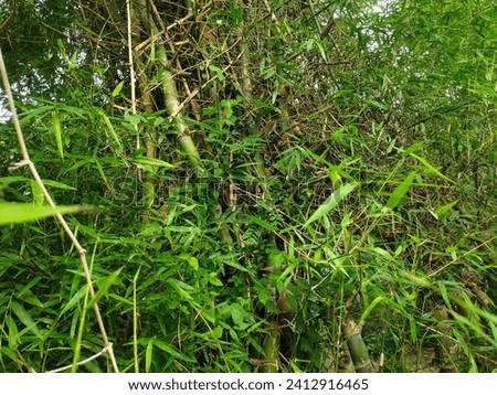 Bamboo trees grow abundantly with thick branches and dense leaves