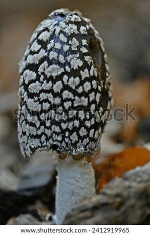 A close-up portrait of a mushroom,Coprinopsis picacea. This species is native to North America and Europe.It is not edible,its consumption causes stomach problems.It lives in deciduous and pine forest Royalty-Free Stock Photo #2412919965