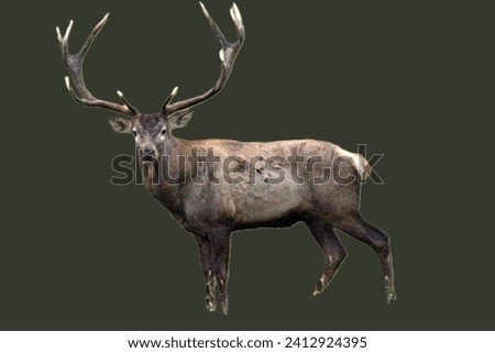 European red deer. Wild animals and nature. Unique image for decoration