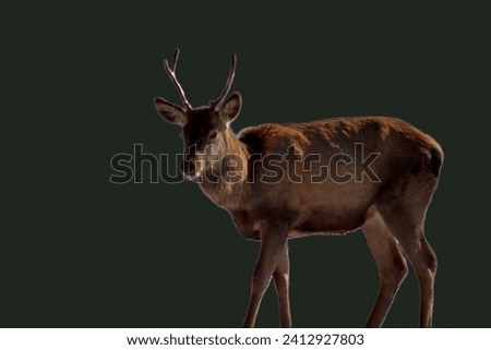 European red deer. Wild animals and nature. Unique image for decoration