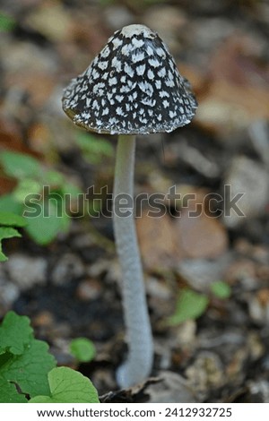 A close-up still image of a solitary, thin, long-stalked mushroom (Coprinopsis picacea). The dotted, bell-shaped mushroom is not edible.
 Royalty-Free Stock Photo #2412932725
