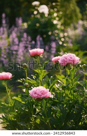 Peony "Etched salmon" blooming in summer garden in composition with nepeta Royalty-Free Stock Photo #2412936843
