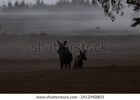 Moose family in the field Royalty-Free Stock Photo #2412940803