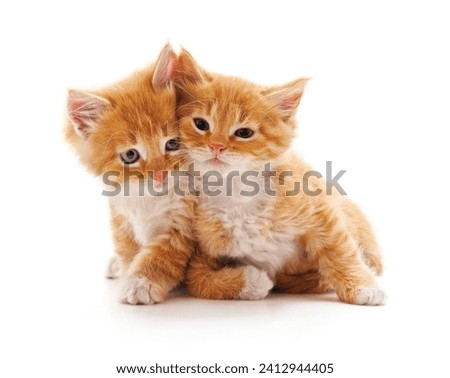 Two small kittens isolated on a white background.
