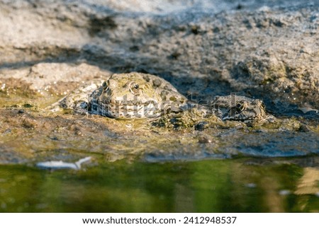 Two frogs sit hidden in the mud on the shore of a pond
