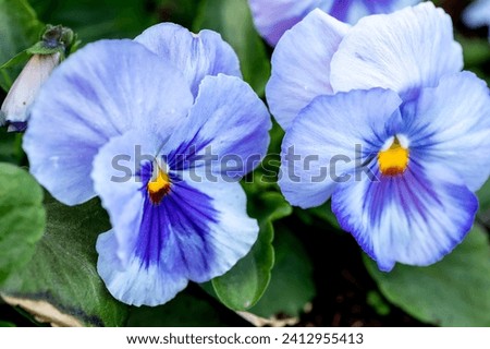 Close-up of lush blue pansies with green leaves