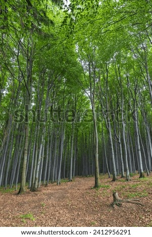Spring beech forest in White Carpathians, Southern Moravia, Czech Republic Royalty-Free Stock Photo #2412956291