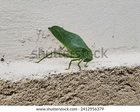 Close up leaf bug (Bicho-folha) or leaf bug (Phyllium Siccifolium).Isolated on a wall.