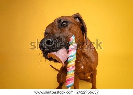 Dog with yellow color background. Minimalist background in yellow. Studio photography simple and funny with lollipop. Dog licking the Lollipop sweets. Colorfull candy.