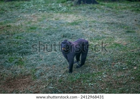Crested Black Macaque Monkey or Macaca nigra at Ragunan Zoo Jakarta Indonesia