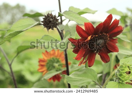 Red sun flower in a field