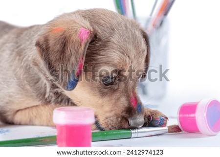mongrel puppy gnaws a paintbrush on white background