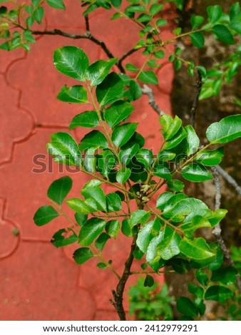 Beautiful stock image of Curry leaf tree(karivepallai, karivembu, kadipatta) in top ankle view, selective focus with blurred background. Leaves are used in many Indian dishes,hd photo in jpg format.