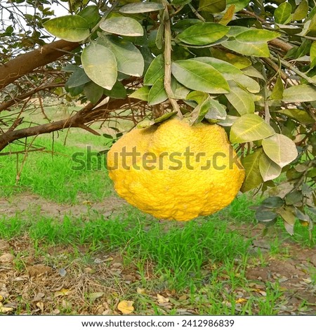 "Minimalist Elegance: Grayfruit Captured in Subtle Tones - Stock Photo"picture of grayfruit 