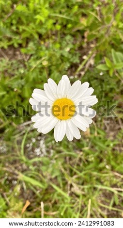 One oxeye daisy in green grass background