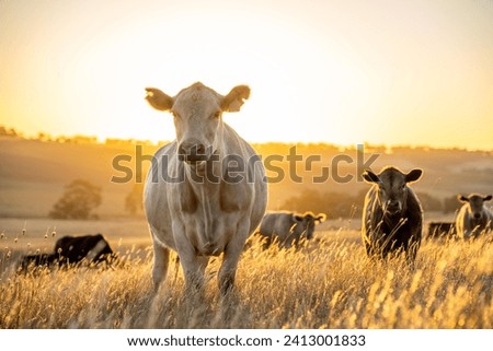 Beef Angus and Wagyu cows grazing in a field in a dry summer. Cow Herd on a farm practicing regenerative agriculture on a farming landscape. Fat Cattle at dusk Royalty-Free Stock Photo #2413001833