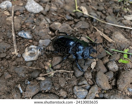 black beetle walking on rocky ground