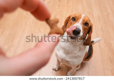 Unrecognizable person feeding beagle. Happy dog taking treat from male hand at home. Hungry dog licking with tongue on home interior background Royalty-Free Stock Photo #2413007817