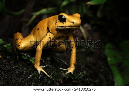 Phyllobates terribilis "golden poison frog" closeup on grass, Golden poison dart frog closeup Royalty-Free Stock Photo #2413010275