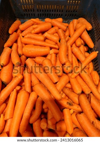 Stunning heap of carrots isolated, placed on a plastic container ready for sale in market healthy raw vegetable for eye sight and immunity, rich in vitamins.Top ankle view, hd stock image, photo,jpg