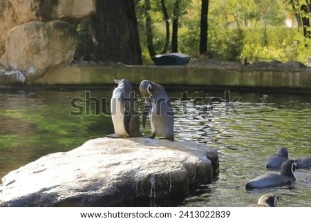some cute Humboldt Penguins ( Spheniscus humboldti) standing on rocky terrain