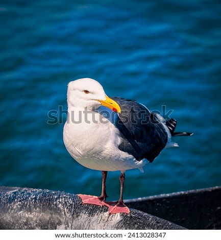 A black-backed gull (Larus fuscus) standing on a pier.  Has yellow beak with a red patch. Royalty-Free Stock Photo #2413028347