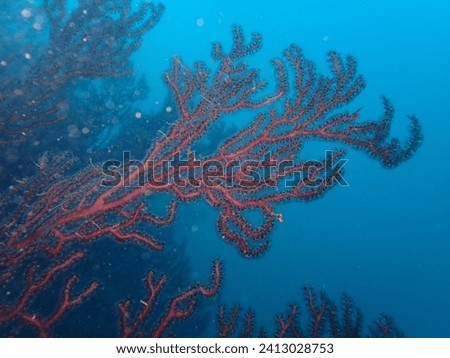 colorful coral reef in the caribbean