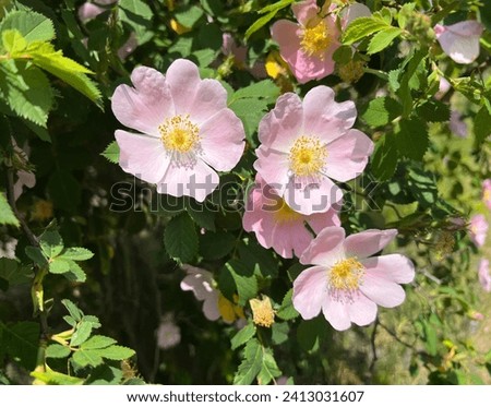 Dog rose, Rosa canina, is an important medicinal plant with pink or white flowers and is used in medicine. It is a wild rose and has red rosehip fruits in the fall. Royalty-Free Stock Photo #2413031607