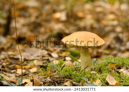 A large aspen mushroom with an orange cap grows in the autumn forest. Mushrooms in the forest. Mushroom picking.