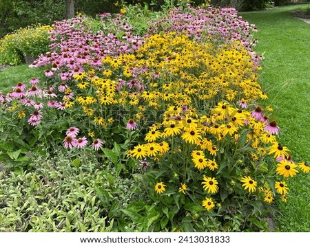 Coneflower, Rudbeckia hirta, is an important medicinal plant and a flower with yellow flowers. It is a beautiful perennial plant and is also used in medicine. Royalty-Free Stock Photo #2413031833