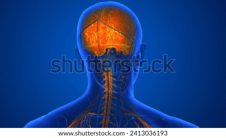 human brain is the central organ of the human nervous system, and with the spinal cord makes up the central nervous system anatomy 3d illustration