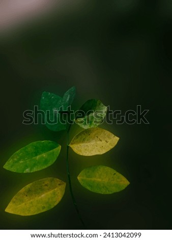 yellowing leaves on a blurry background