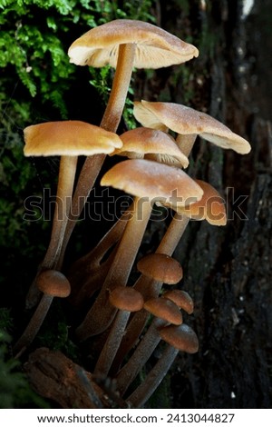 Wild forest mushrooms picture taken in the Mount Field Nt. Park, Tasmania