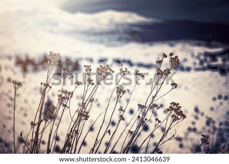 Dry wildflowers over snowy mountains background, nature details, vintage style photo of wild nature, cold but sunny winter weather, Lebanon