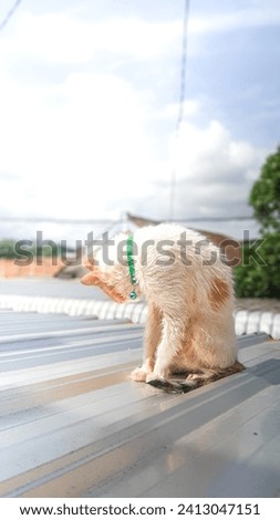 Picture of a white cat that finished bathing on a tile. The weather is sunny in the afternoon. 