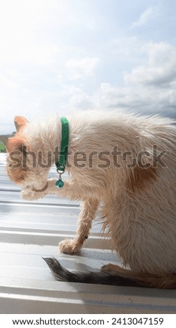 Picture of a white cat that finished bathing on a tile. The weather is sunny in the afternoon. 