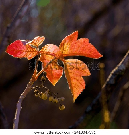 A backlit poison ivy plant with berries, showing off its autumnal beauty while setting a trap for an unsuspecting person to touch it, likely causing an allergic burning, itching rash. Royalty-Free Stock Photo #2413047391