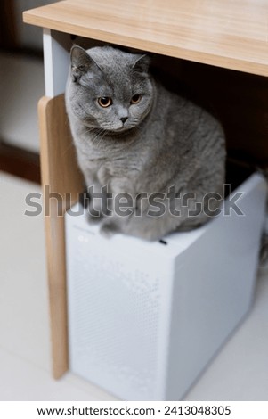 A gray British Shorthair cat sits on a computer, gazing at its owner with large, inquisitive eyes, as if asking when playtime will start.