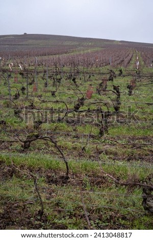 Winter time on Champagne grand cru vineyards near Ambonnay village, rows of old grape vines without leaves, green grass, wine making in France
