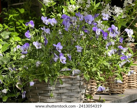 Pansies blue violet flowers ornamental plant viola, heartsease, love-in-idleness, kiss-me-quick. Royalty-Free Stock Photo #2413054319